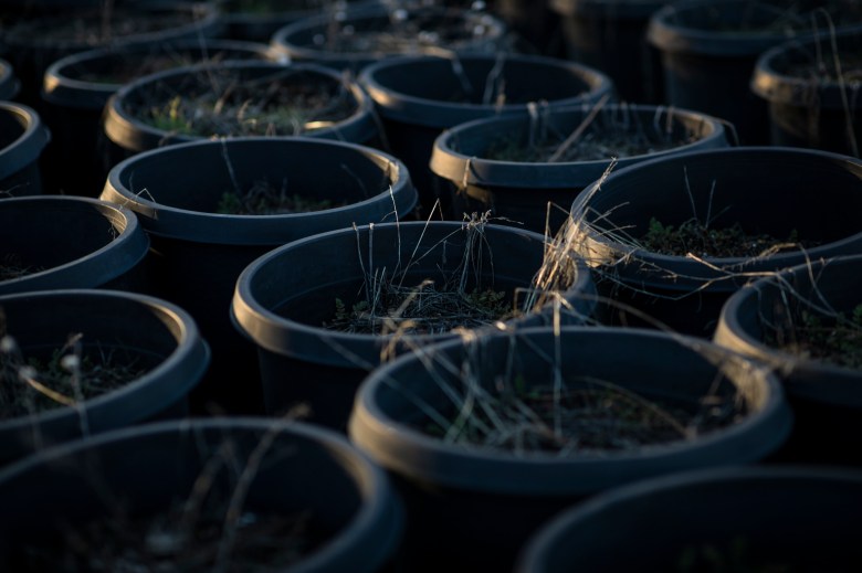 Pots full of soil sit unused and growing weeds on Scott Murrison's land in Hayfork on Feb. 7 2023. Photo by Martin do Nascimento, CalMatters