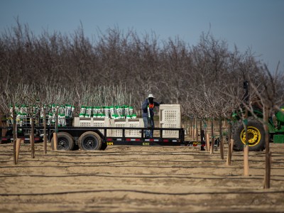 A person stands on the trailer of a truck with several small trees as it drives through a field with trees.