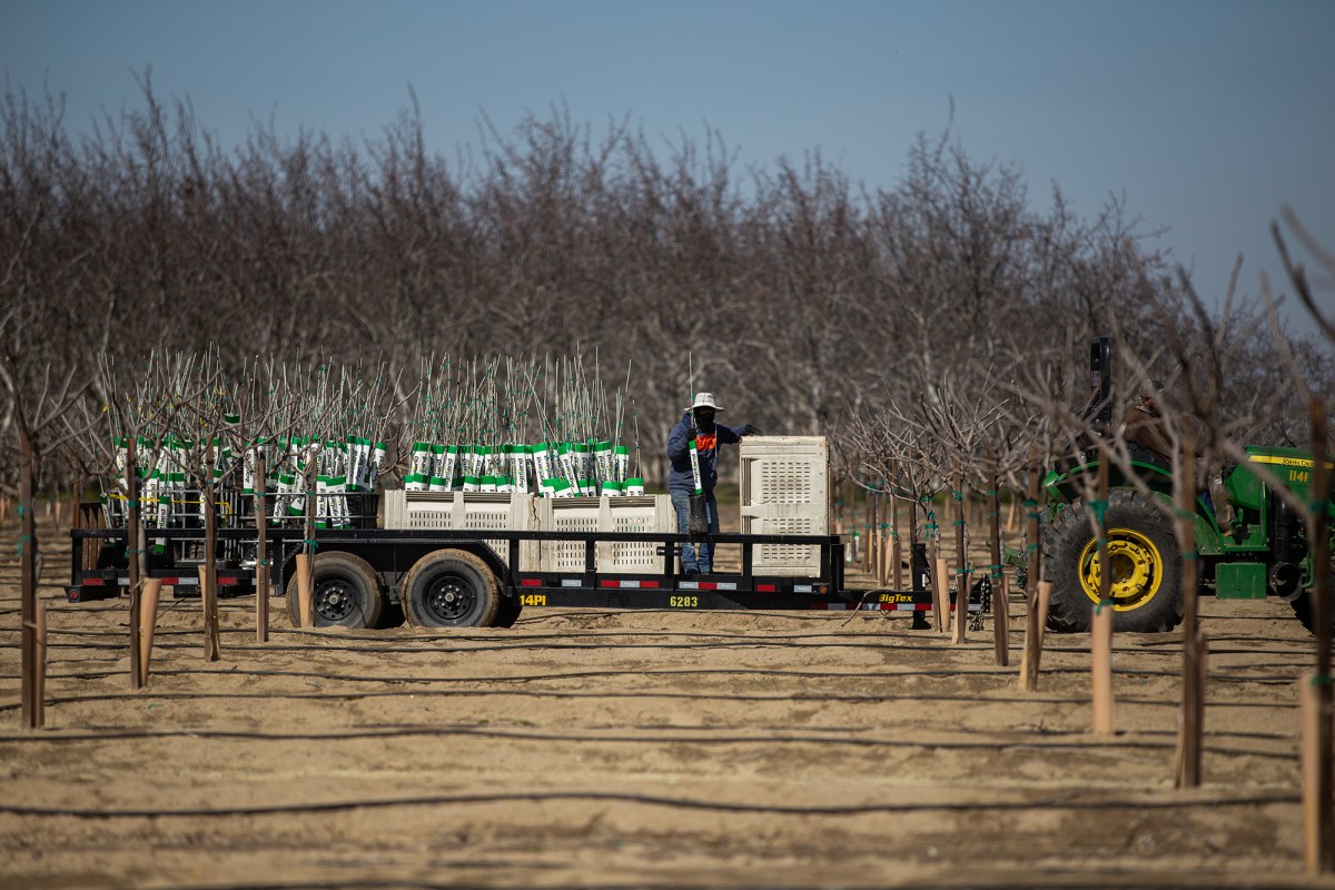 A person stands on the trailer of a truck with several small trees as it drives through a field with trees.