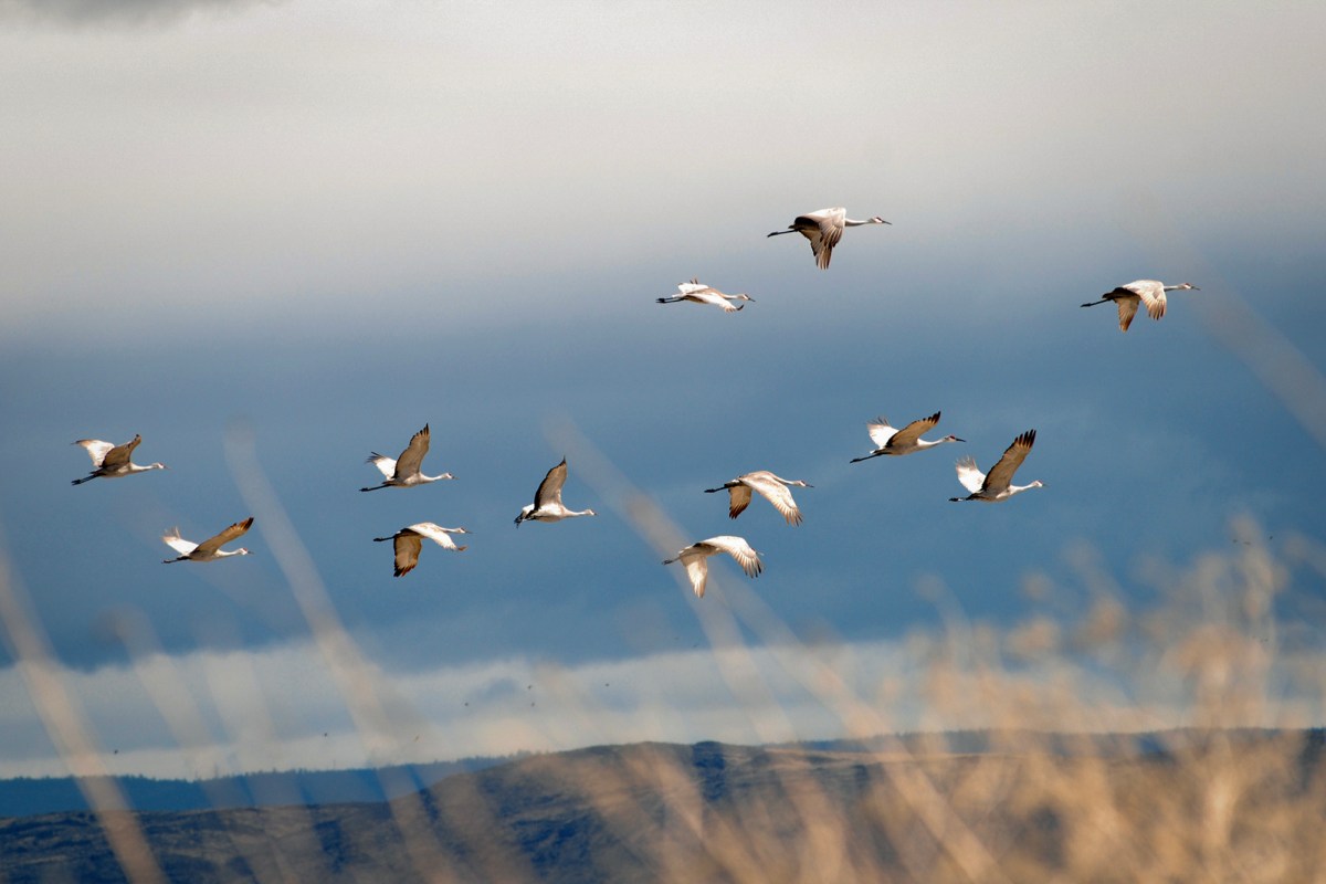 Sandhill cranes fly over the Lower Klamath National Wildlife Refuge near Tulelake in 2012. Photo by Jeff Barnard, AP Photo