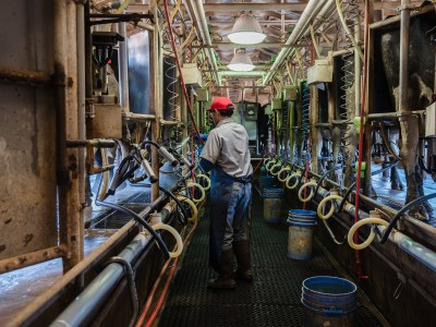 A person wearing a long blue apron and red hat, stands in the middle of cow milking machines at a dairy farm.