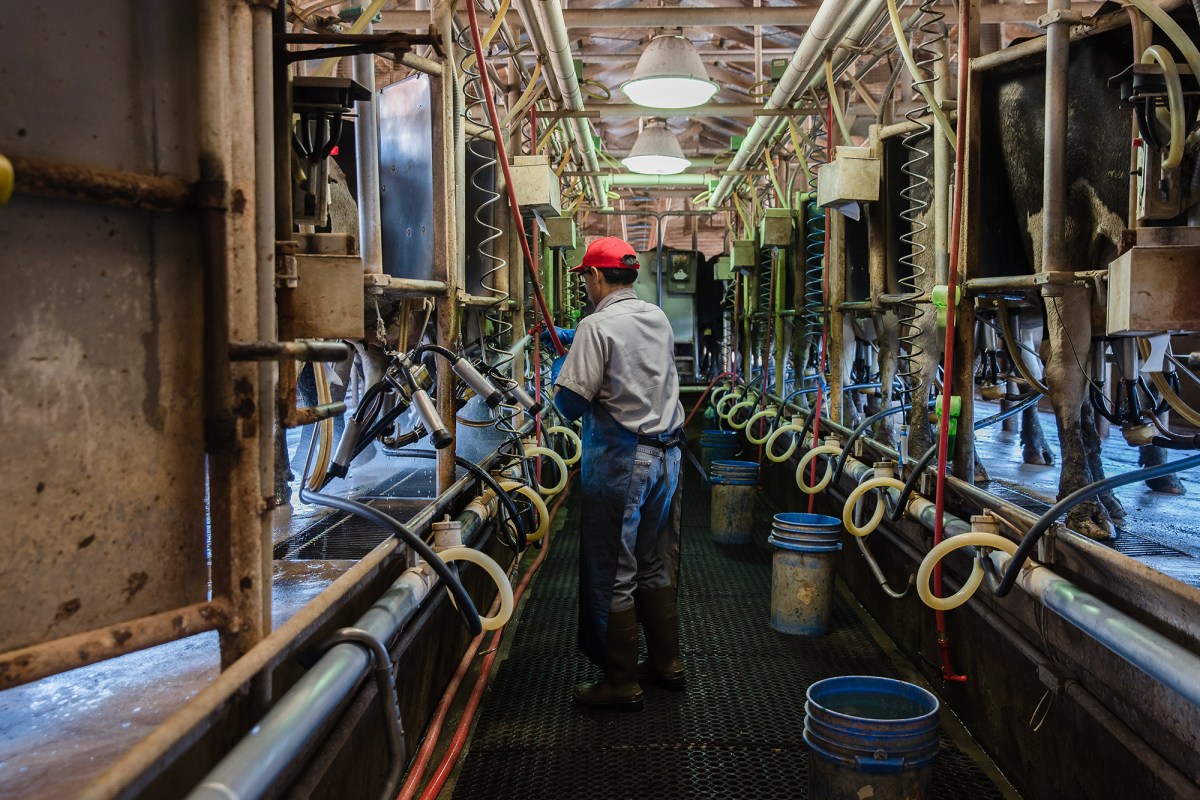 A person wearing a long blue apron and red hat, stands in the middle of cow milking machines at a dairy farm.