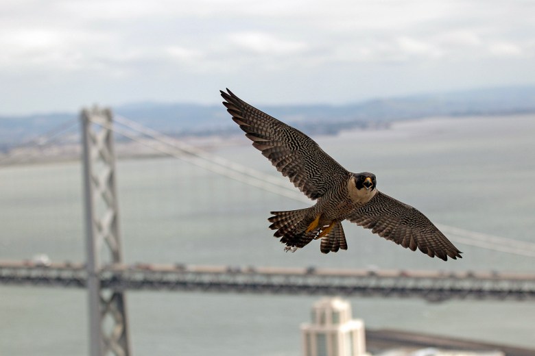 A peregrine falcon flies over the Bay Bridge, in San Francisco, in 2012. The peregrine falcon is a protected endangered species in California. The numbers dwindled to two nesting pairs in 1970. Since then, conservation efforts have brought the numbers up to some 250 nesting pairs in the state. Photo by Marcio Jose Sanchez, AP Photo