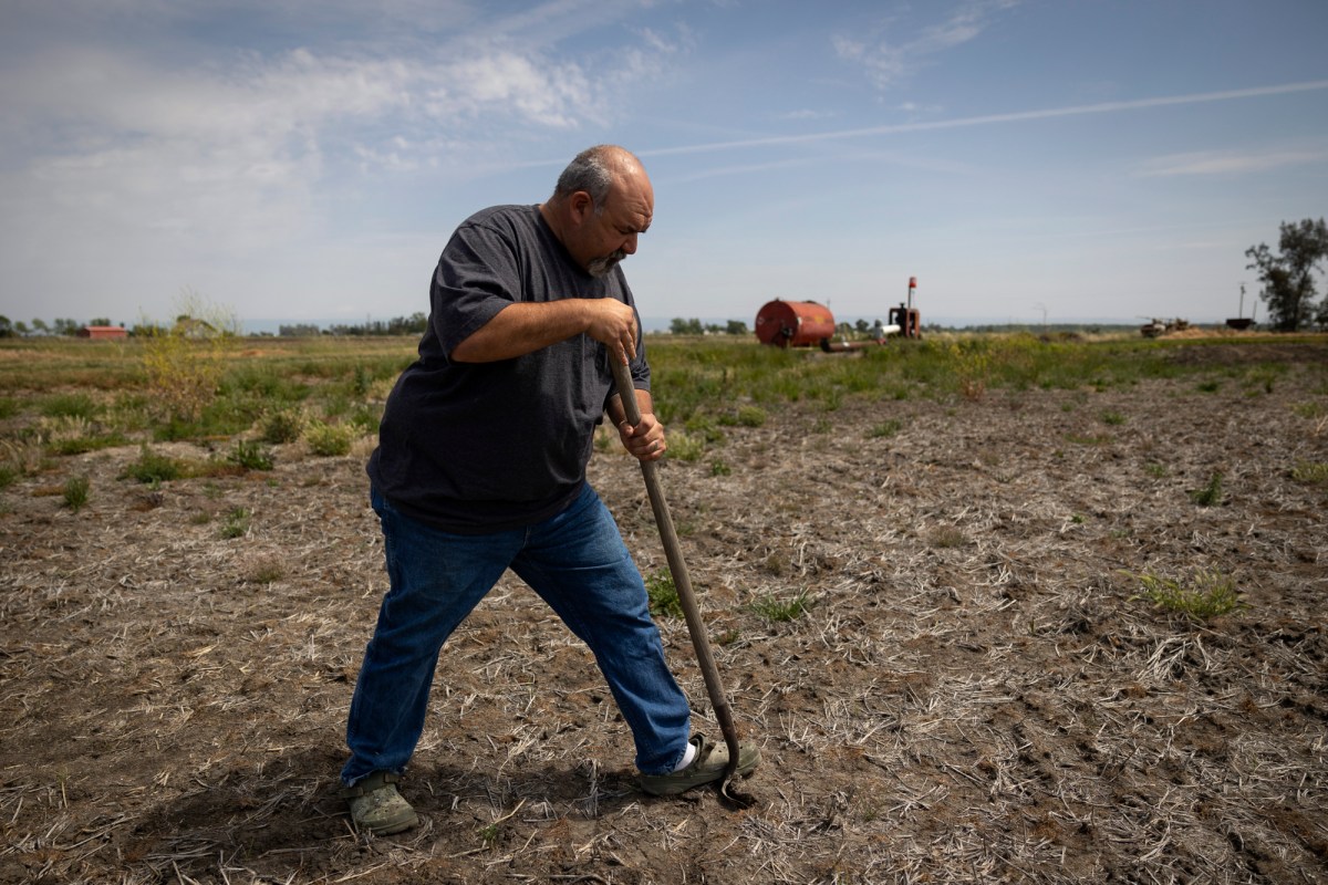 Mathew Garcia digs through the soil of his fallowed rice field near Glenn in April. Photo by Miguel Gutierrez Jr., CalMatters