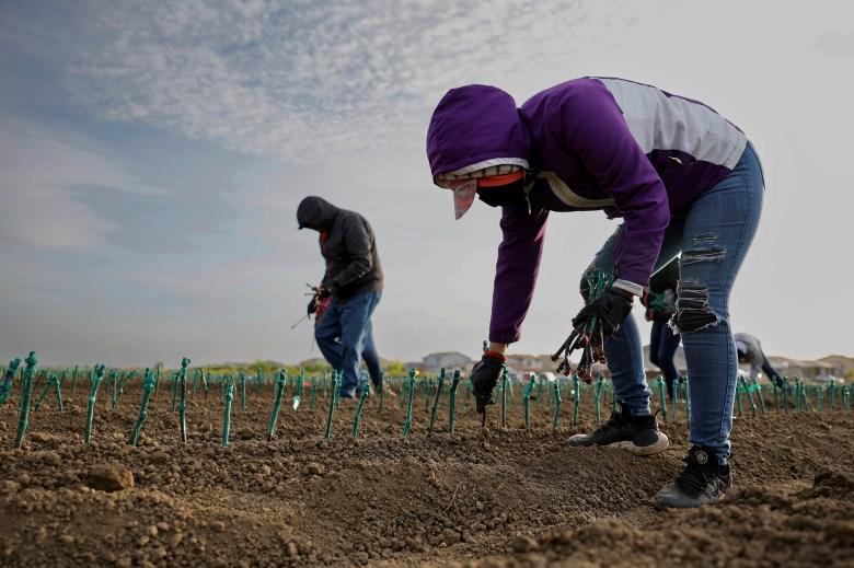 Farm workers plant grapevines at a farm in Woodland on April 25, 2022. Photo by Fred Greaves, Reuters