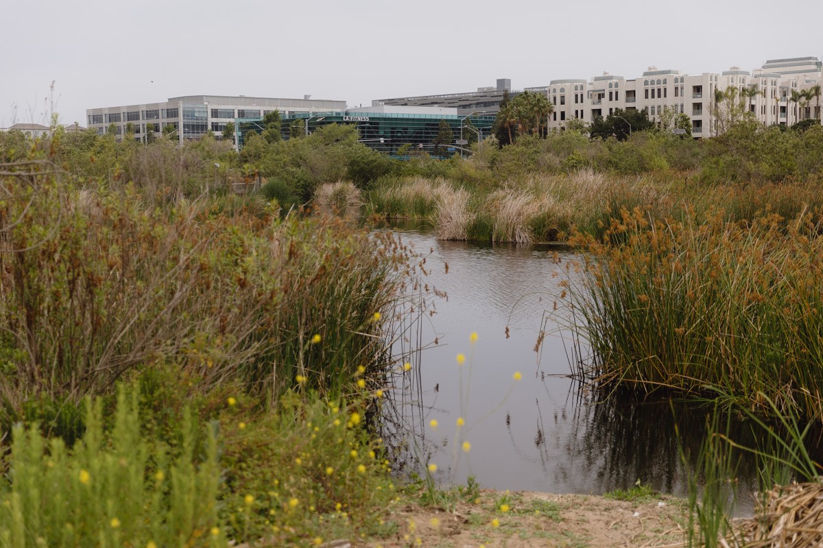 Development near the Ballona Wetlands in the Playa Vista neighborhood of Los Angeles on June 4, 2024. Photo by Zaydee Sanchez for CalMatters