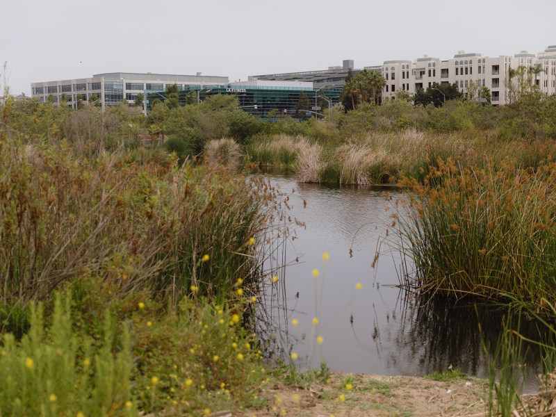 Development near the Ballona Wetlands in the Playa Vista neighborhood of Los Angeles on June 4, 2024. Photo by Zaydee Sanchez for CalMatters