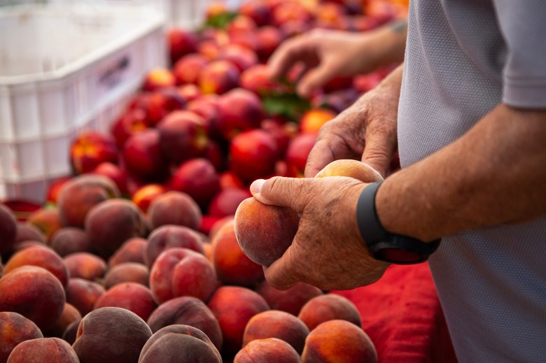 Peaches and nectarines at the farmers' market in Fairfield on June 15, 2023. Photo by Semantha Norris, CalMatters