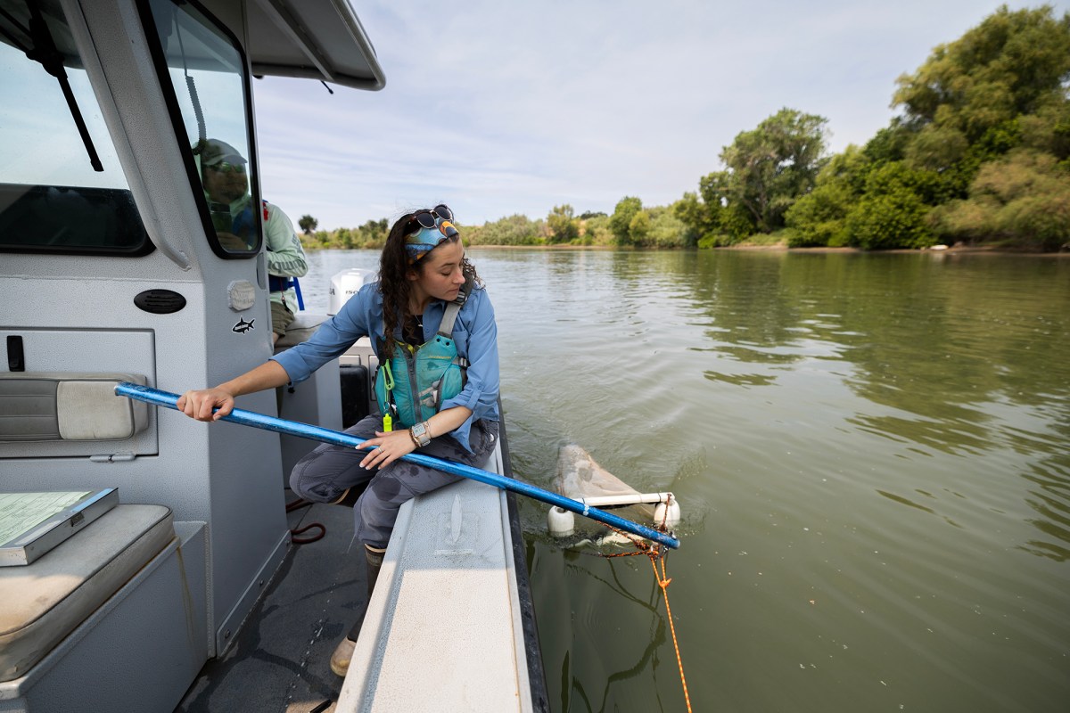 A person in a blue shirt and blue water vest sits at the edge of a boat, while holding a blue bar into the water with a net at the end, in the Sacramento river.