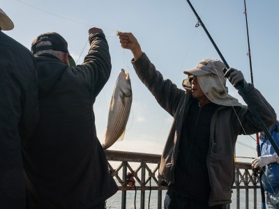 An angler holds up a stripped bass from a fishing line as they reel it in at the edge of a pier. Various anglers around the person watch and one helps reel the fish in.