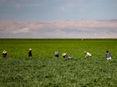 Farmworkers work on a field outside of Bakersfield in Kern County on July 25 2023. Photo by Larry Valenzuela, CalMatters/CatchLight Local