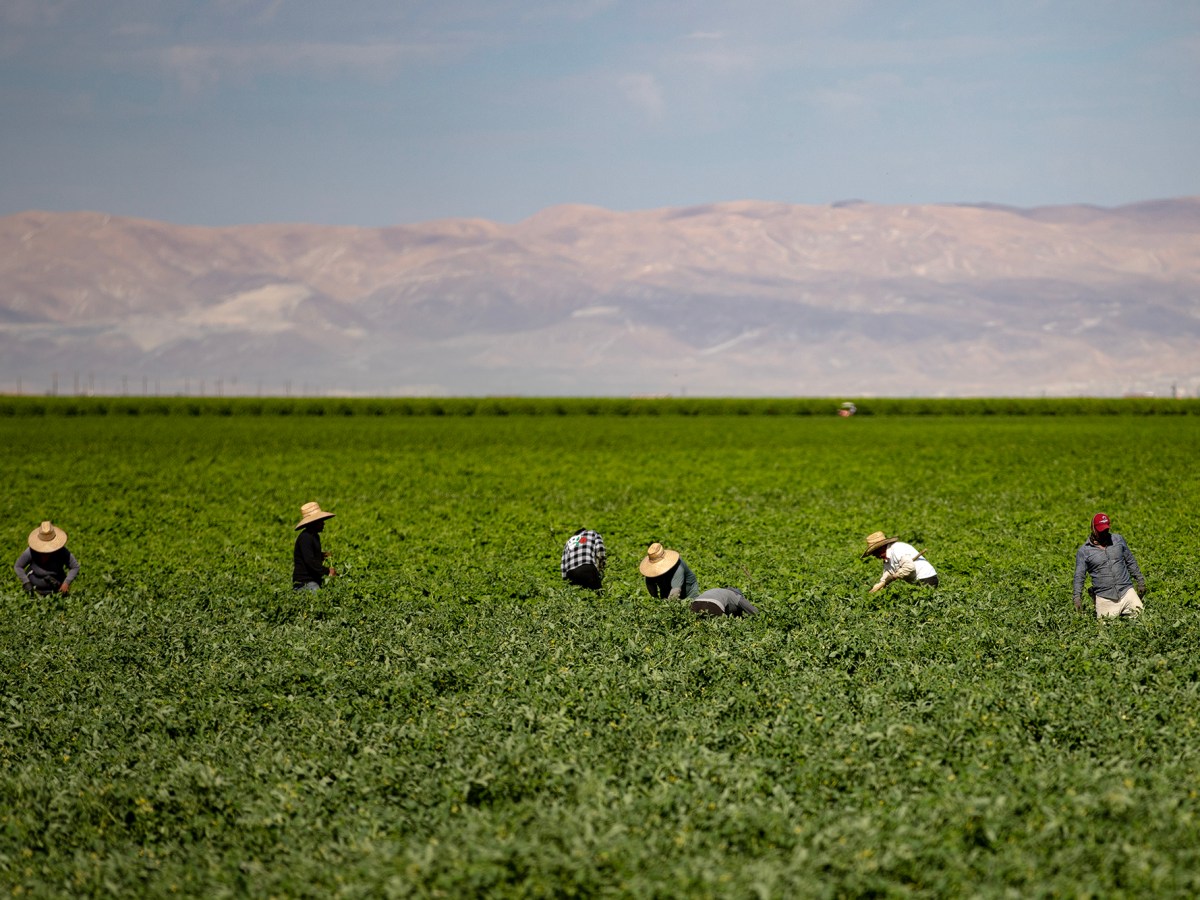 After farmworker’s death in Fresno-area heat,  UFW and Sen. Padilla say it’s time for stronger protections at work