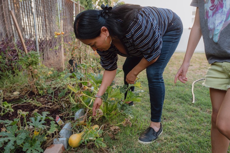 A person in a black, white and blue stripped shirt, bends over to pick a vegetable from a garden. To their left, a child in a grey shirt and yellow shorts stands just outside of the frame.