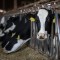 Holstein cows eating in their pens at the Airoso Dairy near Pixley on Sept. 29, 2023. Several farms house digesters systems that feeds methane gas to the CalGren facility to produce renewable natural gas. Photo by Larry Valenzuela, CalMatters/CatchLight Local