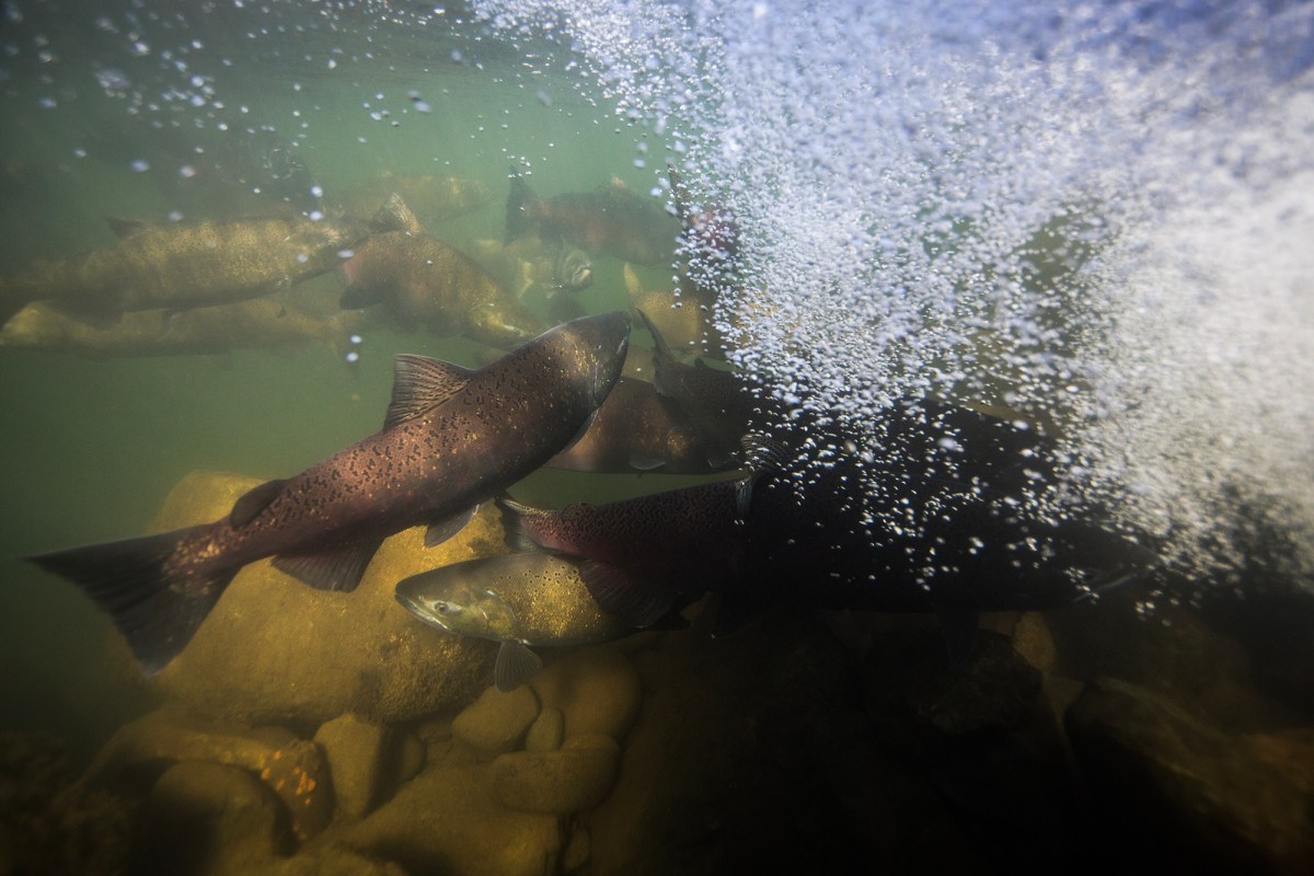 Various Chinook salmon swim in water, with rocks underneath them, as bubble from waves form overhead. The image has a sense of action and frenzy.