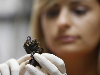 A person wearing white gloves holds a dark, small specimen up close, focusing intently on the object, which is highlighted in detail in the foreground. The person’s face is blurred in the background, drawing attention to the specimen.