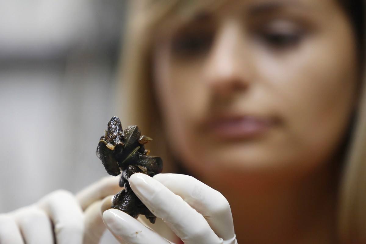 A person wearing white gloves holds a dark, small specimen up close, focusing intently on the object, which is highlighted in detail in the foreground. The person’s face is blurred in the background, drawing attention to the specimen.