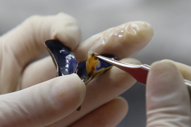 A close-up of a gloved hand holding a dark, curved fragment while using tweezers to carefully examine a small, light-brown object attached to it. The background is softly blurred, emphasizing the delicate inspection process.