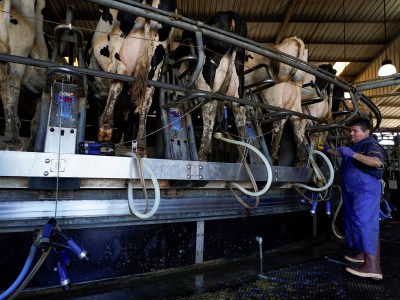 A dairy working in an apron and rubber boots putting on milk pumps onto cow utters as they rotate backwards in a dairy machine.