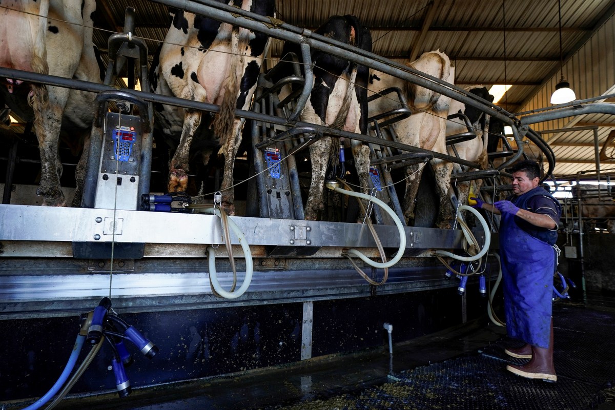 A dairy working in an apron and rubber boots putting on milk pumps onto cow utters as they rotate backwards in a dairy machine.