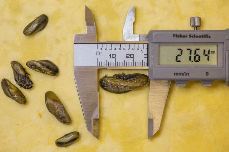 A close-up photograph of a digital caliper measuring a mussel shell, displaying a reading of 27.64 mm on its screen. The caliper grips the mussel shell horizontally, and several other mussel shells lie scattered on a yellow surface nearby. The caliper is labeled "Fisher Scientific" and shows both millimeter and inch measurement units.