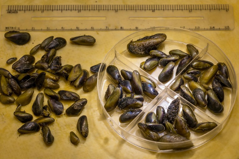 A close-up photograph of several small mussels, some loose on a surface and others arranged in a clear plastic divided dish. A ruler, showing both inches and centimeters, is positioned above the mussels for scale. The mussels have dark, shiny shells, varying in size, and are laid out on a yellowish background.