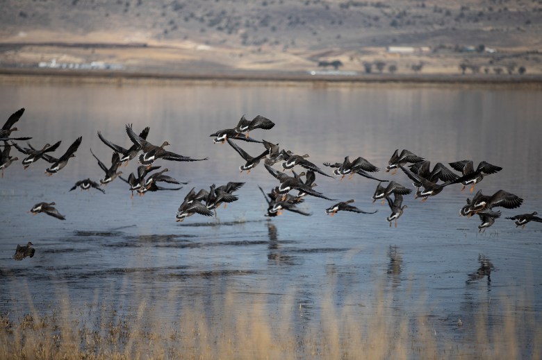 A flock of geese taking flight in a pond.