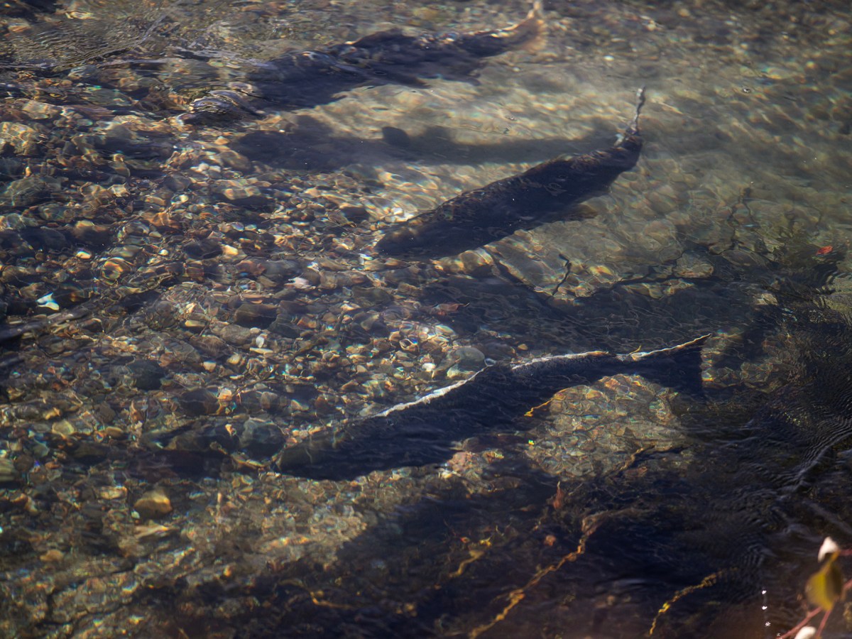 ‘Simply catastrophic’: California salmon season to be restricted or shut down — again