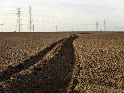 An eye-level view of a dirt field for artichoke crop.